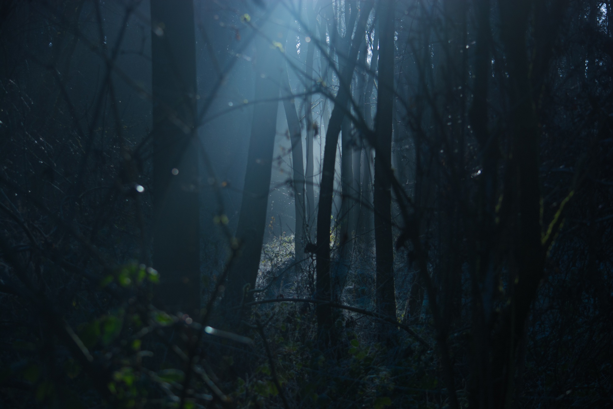 Dark Moody Forest